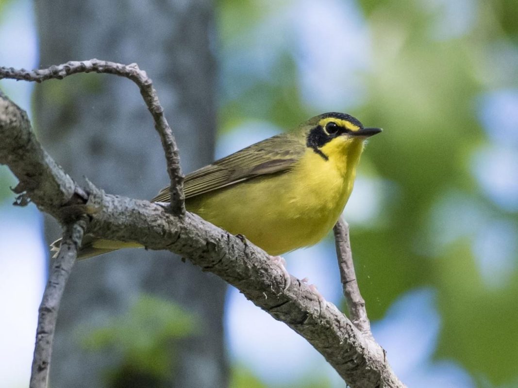 New Hampshire Audubon’s Rare Bird Alert for Monday, June 8th, 2020 » NH 