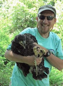 Bald Eagle project leader Chris Martin holding a banded Bald Eagle chick in Orford. Photo by Judy Lombardi.