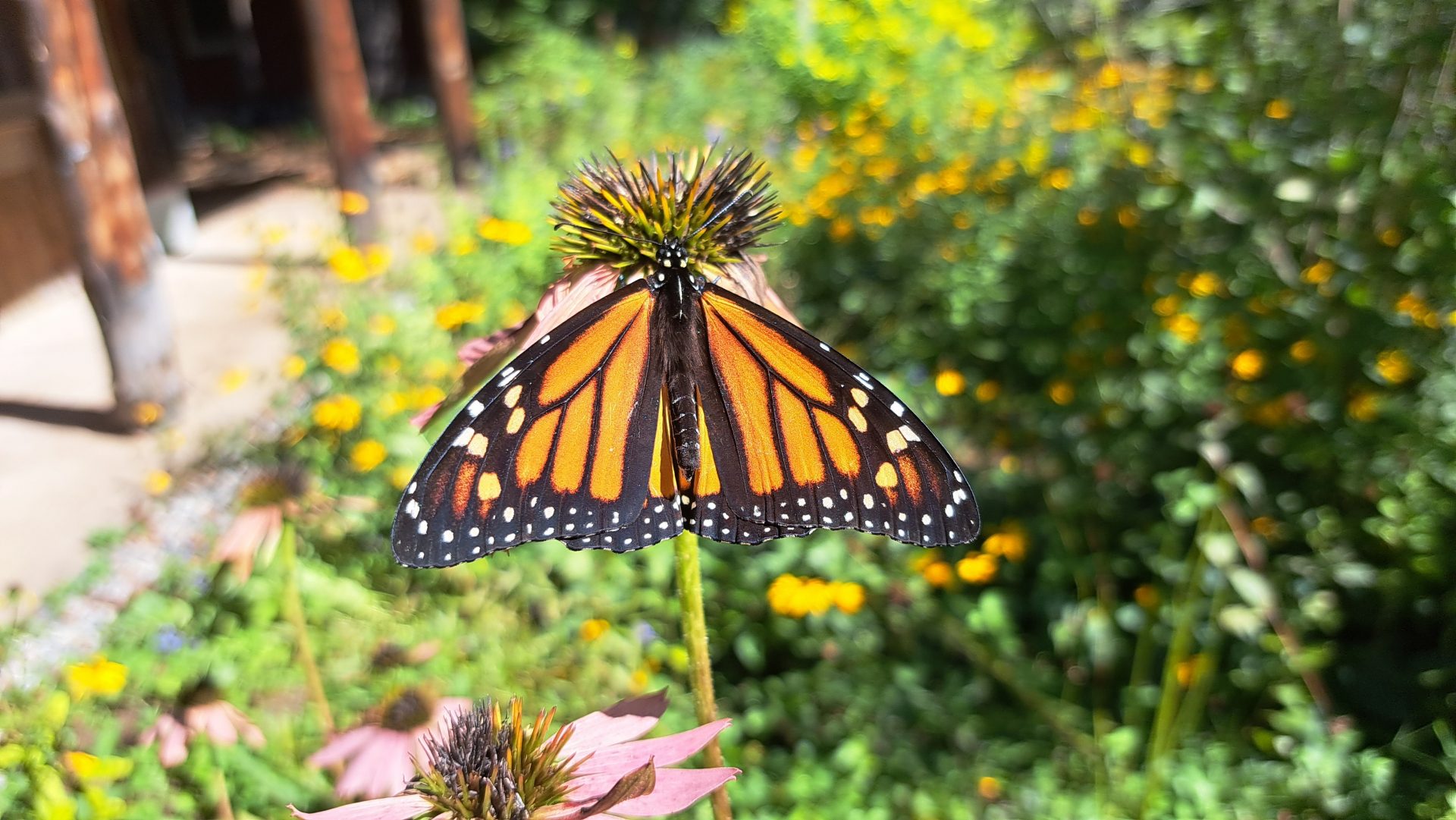 Results from 2025 Fall Monarch Migration Tagging Efforts - NH Audubon