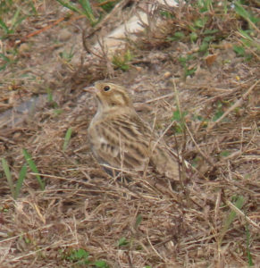 New Hampshire Audubon's Rare Bird Alert For Monday, October 26th, 2020 ...