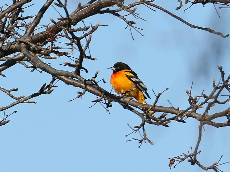 This is New Hampshire Audubon's Rare Bird Alert for Monday, January 29 ...