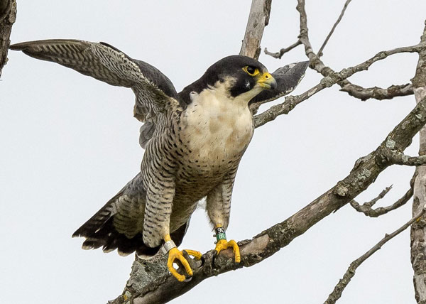 Peregrine Falcon  National Wildlife Federation