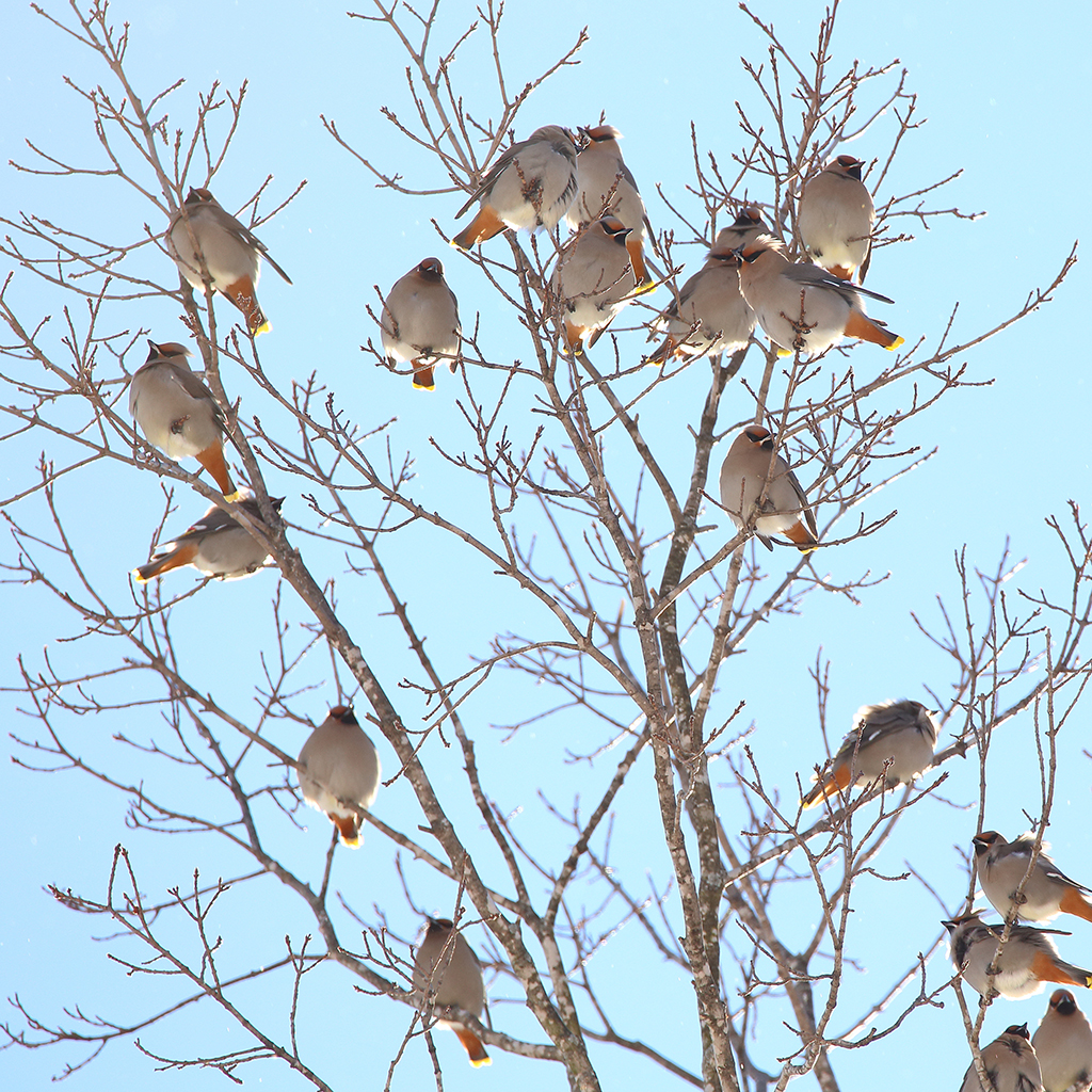 New Hampshire Audubon's Rare Bird Alert For Monday, February 15, 2021 ...