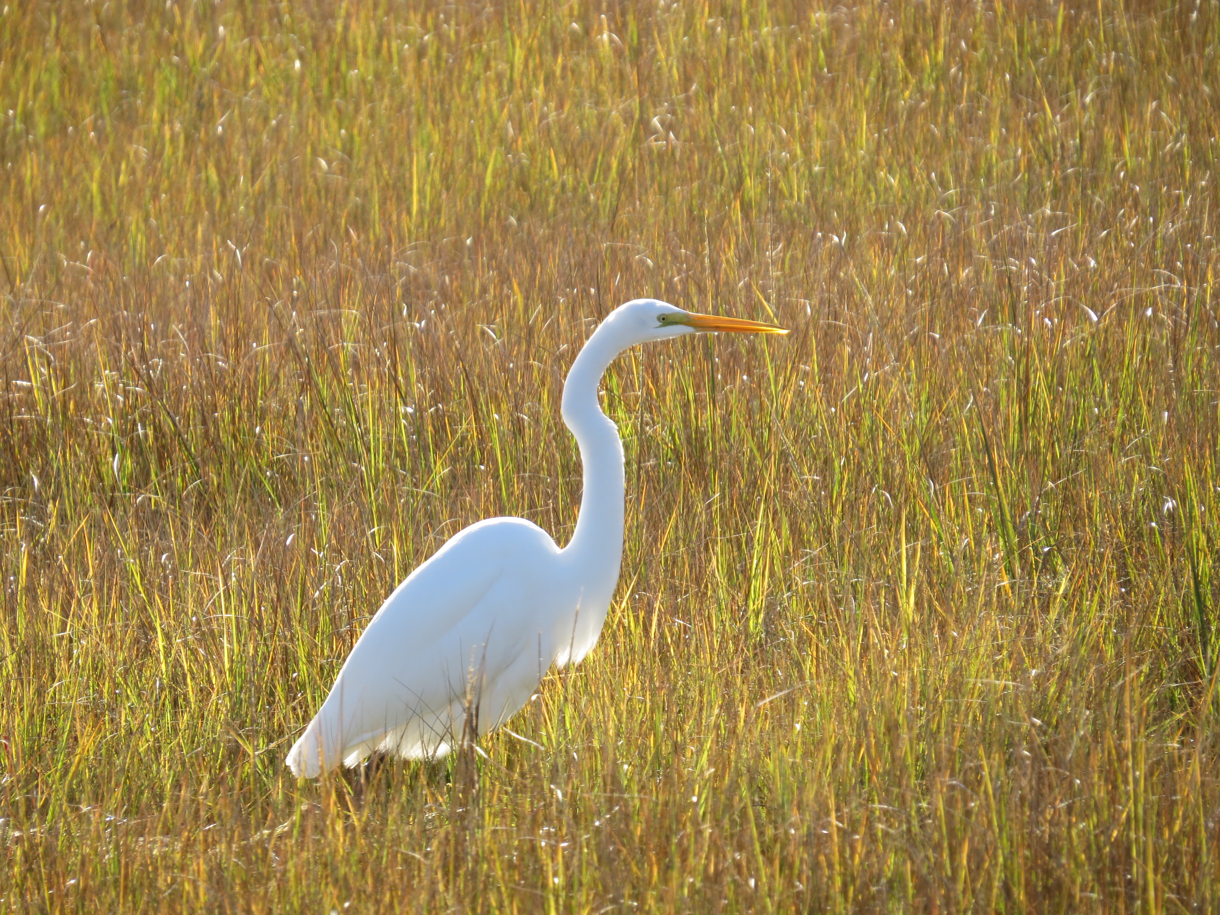 Priority Bird Profile: Great Egret