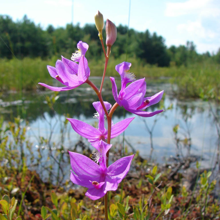 Homepage - NH Audubon