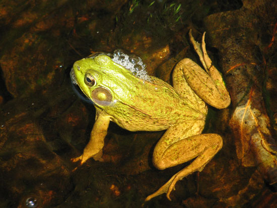 Life Under the Ice - NH Audubon