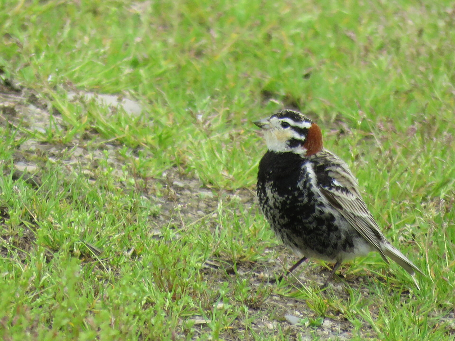 This is New Hampshire Audubon's Rare Bird Alert for Monday, May 20 ...