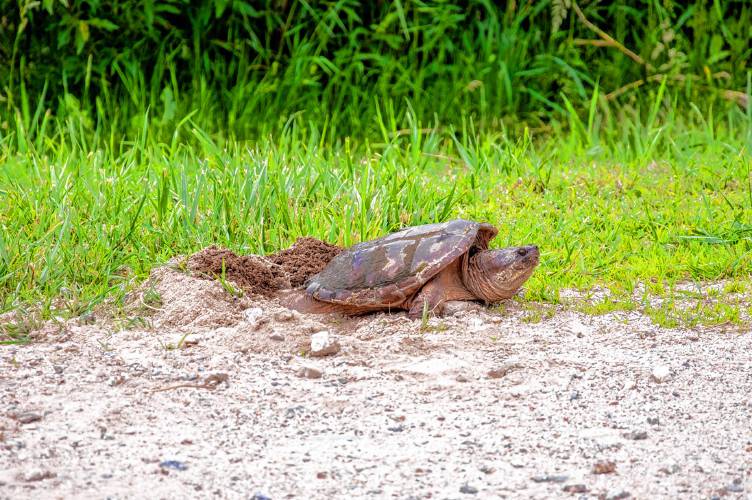 Turtles Laying Eggs - NH Audubon