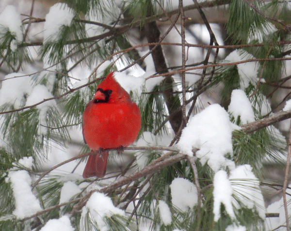 Nature's Ways: Northern Cardinal — The Christmas Bird