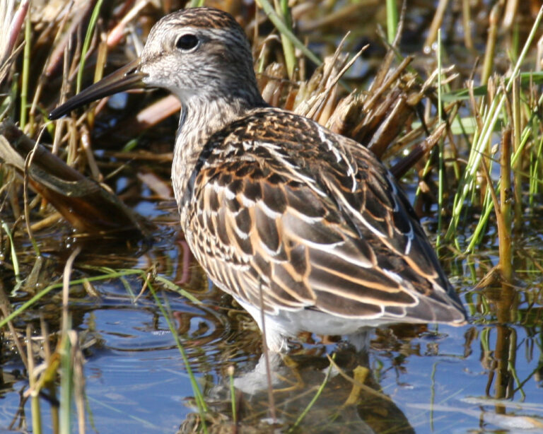 This Is New Hampshire Audubon's Rare Bird Alert For Monday, August 7 