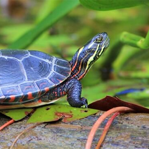 NH Wildlife - NH Audubon