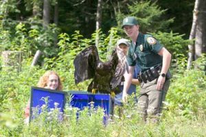 NHFG Conservation Officer Austin Valladares, Wildlife Rehabilitator Maria Colby, and Bald Eagle project leader Chris Martin releasing a rehabilitated Bald Eagle in Pittsburg.