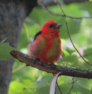 Birds of the Sugarbush: Scarlet Tanager