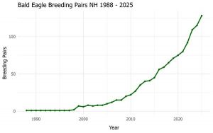 Graph of Bald Eagle breeding pairs in NH from 1988-2025.