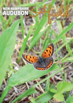 Afield-Spring2025-cover