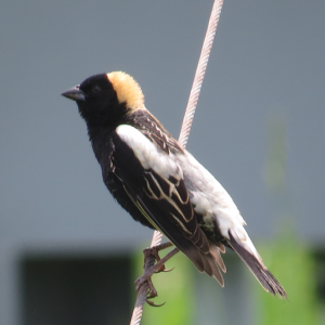 BOBO-m-(Strafford-29-May-14)-PH