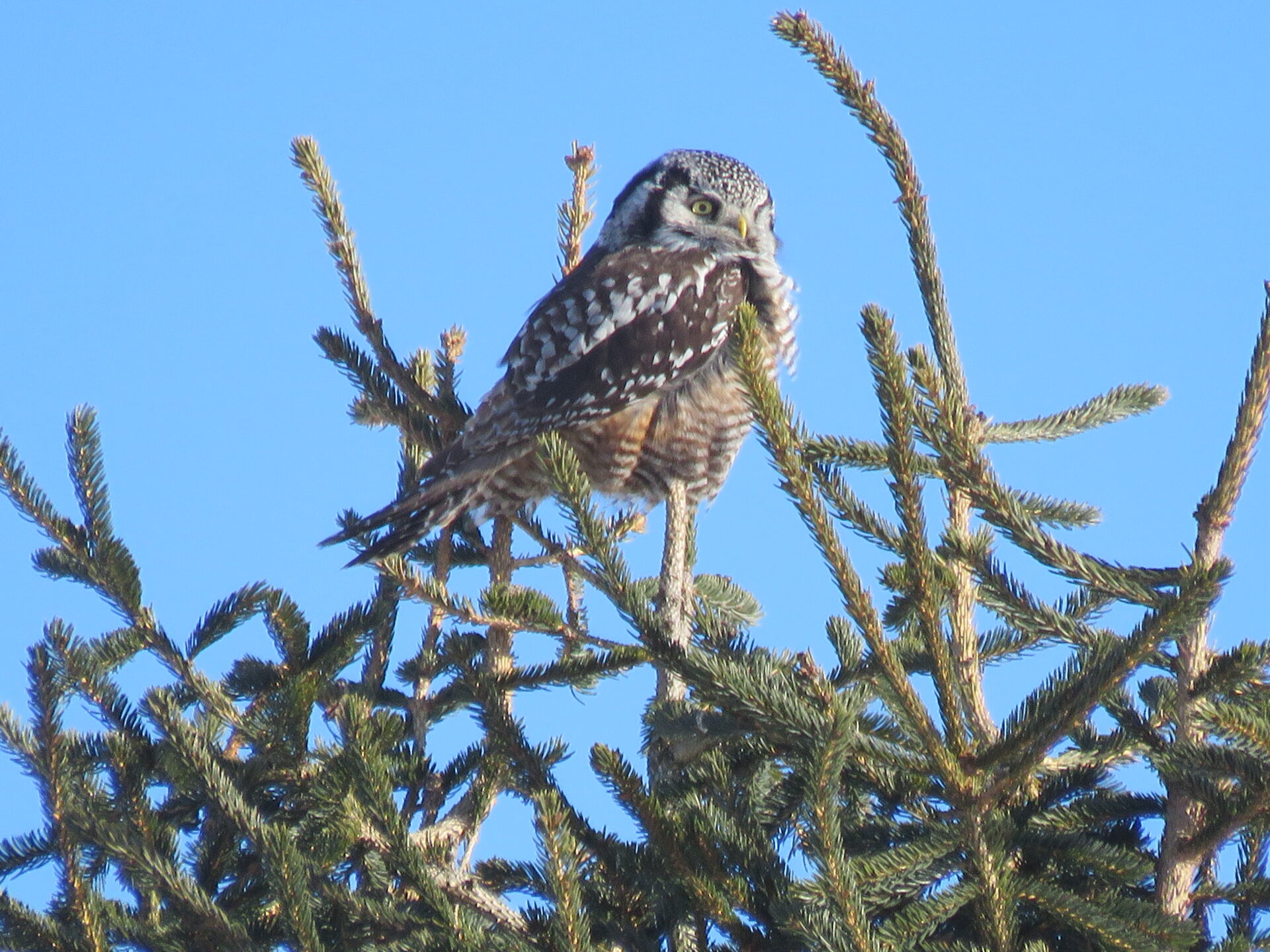 This is New Hampshire Audubon's Rare Bird Alert for Monday, February 19 ...