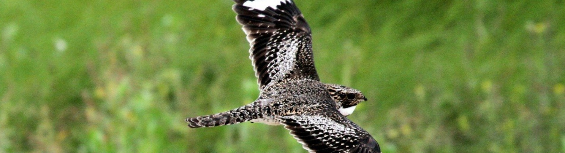 Common Nighthawks: Acrobats of the Bird World – Columbus Audubon