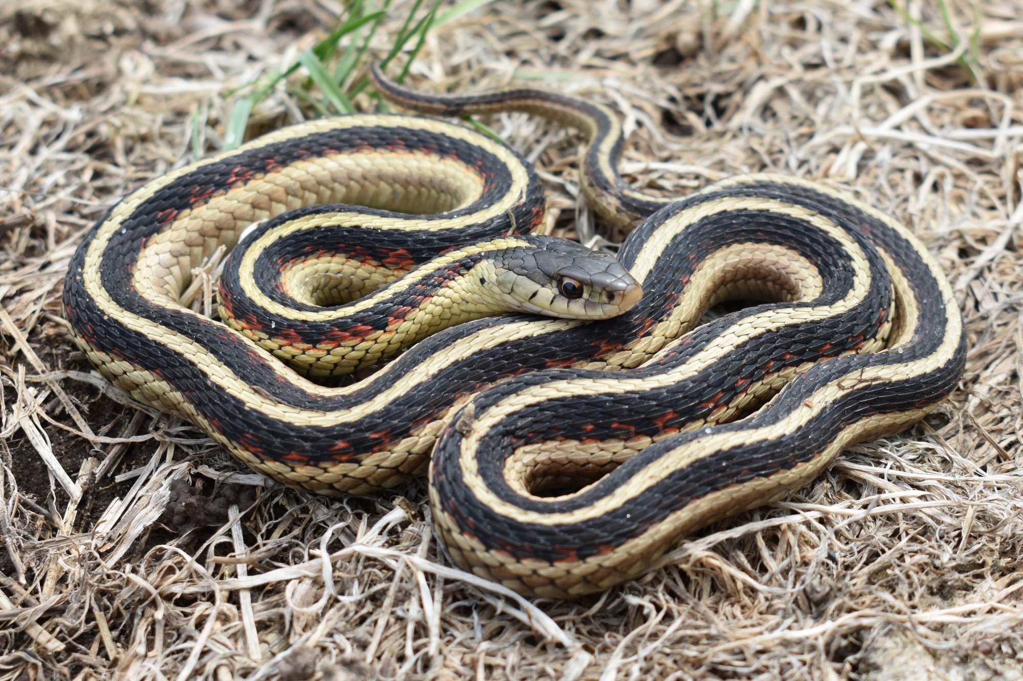 Garter Snakes NH Audubon