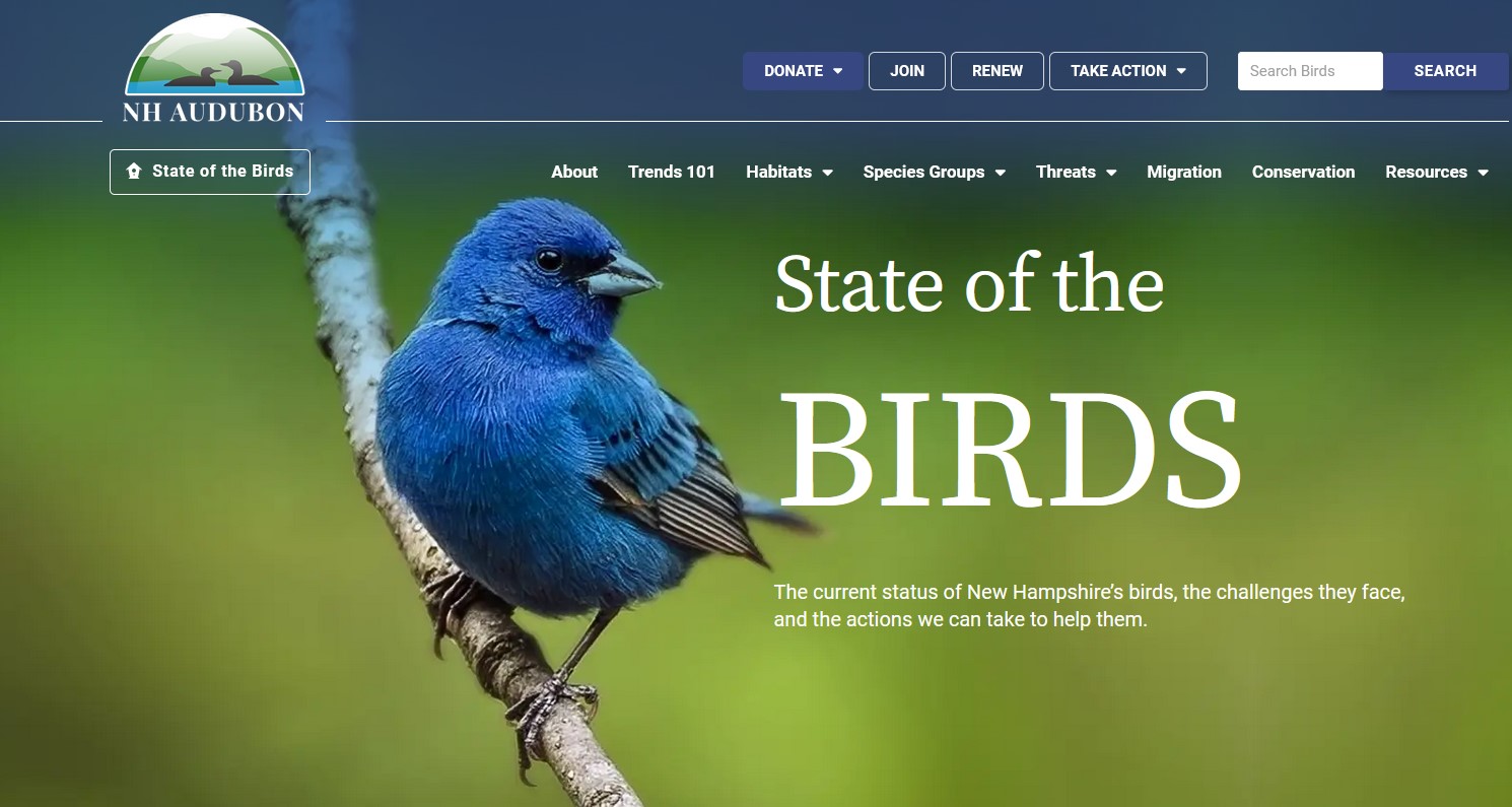 Everything to Know About New Hampshire’s Birds - NH Audubon