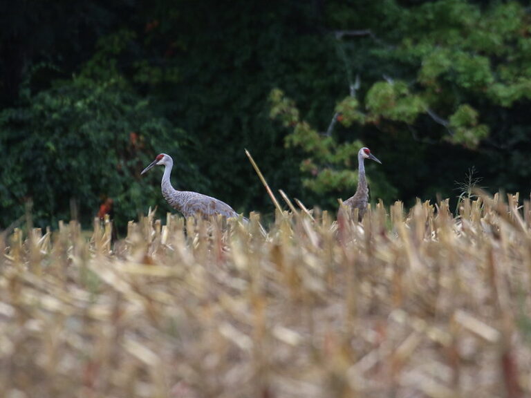 This is New Hampshire Audubon's Rare Bird Alert for Monday, July 22 ...