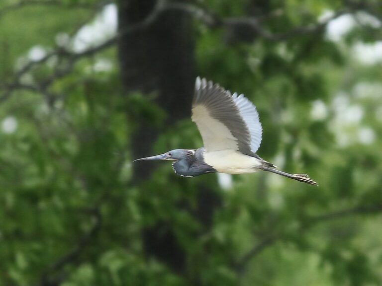 This is New Hampshire Audubon's Rare Bird Alert for Monday, May 13 ...